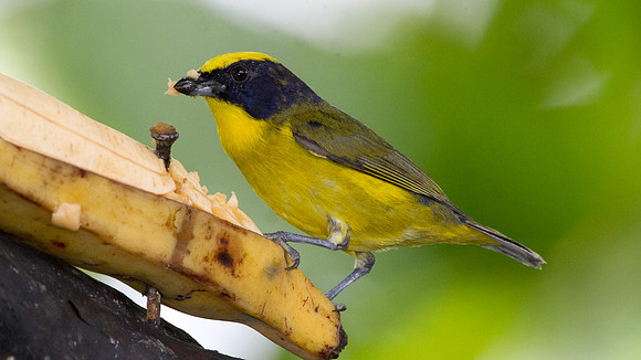 Thick-billed Euphonia (Euphonia laniirostris)