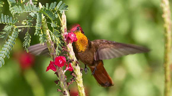 Ruby-topaz Hummingbird (Chrysolampis mosquitus) male