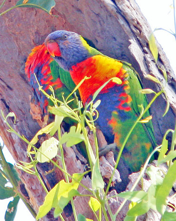 Rainbow Lorikeet (Trichoglossus haematodus)