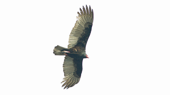 Turkey Vulture (Cathartes aura)