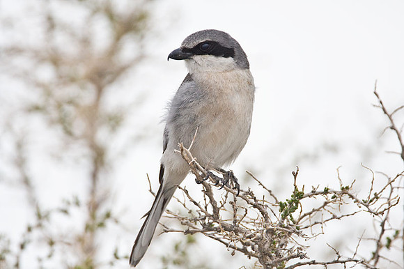 Loggerhead Shrike (Lanius ludovicianus)