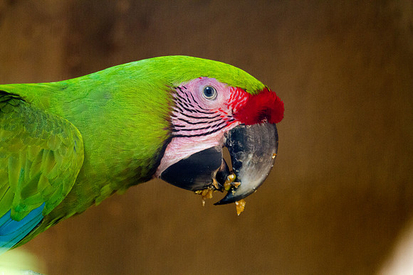 Great green macaw (Ara ambiguus) Male