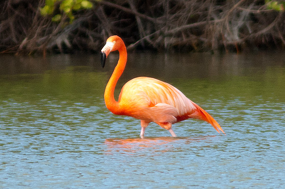 Greater Flamingo (Phoenicopterus roseus)