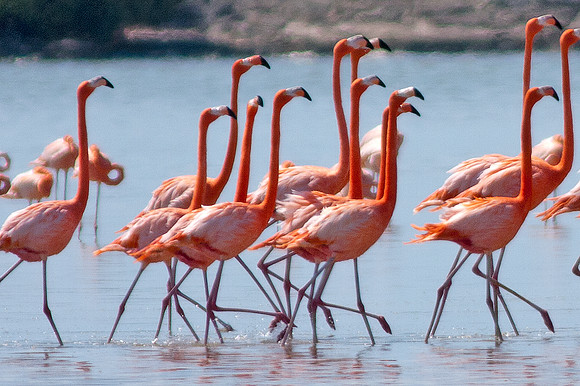 Greater Flamingo (Phoenicopterus roseus)