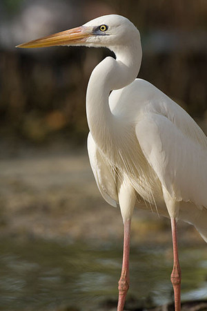 Great Egret (Ardea alba) also known as Great White Egret or Common Egret