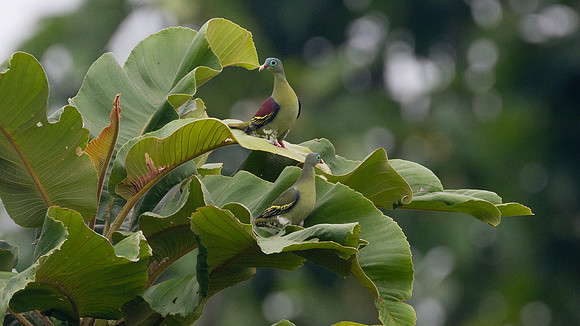 Thick-billed Green Pigeon (Treron curvirostra) male, female