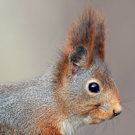 Eurasian Red Squirrel (Sciurus vulgaris)