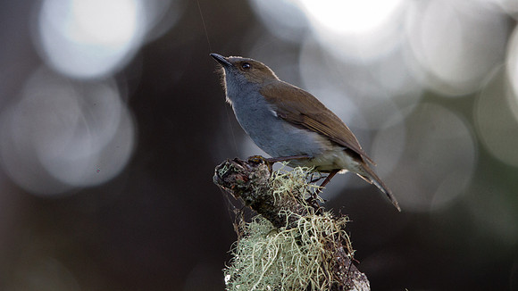 Ōmaʻo (Myadestes obscurus)