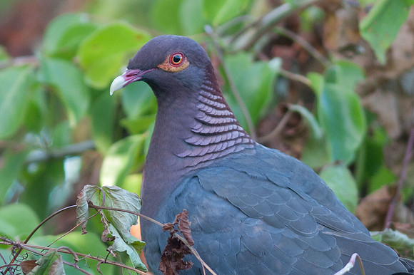 Scaly-naped Pigeon (Patagioenas squamosa)