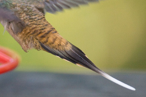 Long-tailed Hermit (Phaethornis superciliosus)