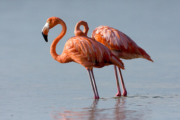 American Flamingo (Phoenicopterus ruber)