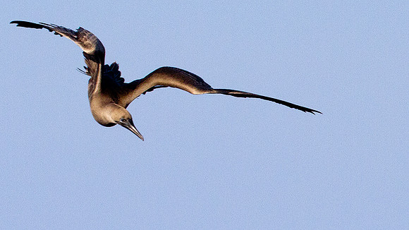 Red-footed Booby (Sula sula)