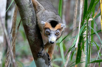 crowned lemur (Eulemur coronatus)