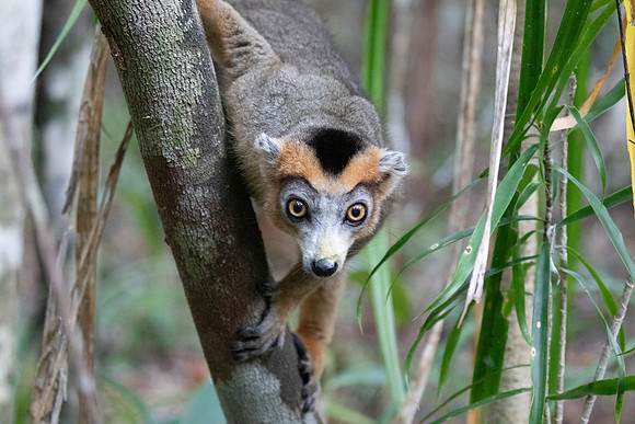 crowned lemur (Eulemur coronatus)