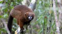 red-bellied lemur (Eulemur rubriventer)