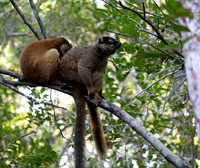 common brown lemur (Eulemur fulvus)