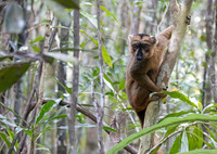 common brown lemur (Eulemur fulvus)
