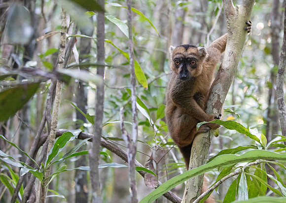 common brown lemur (Eulemur fulvus)