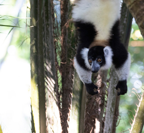 Black-and-white ruffed lemur (Varecia variegata)
