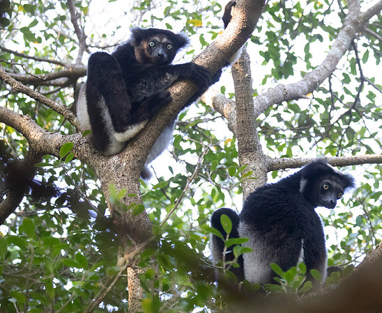 Indri (Indri Indri)