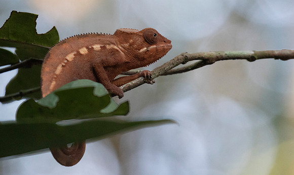 panther chameleon (Furcifer pardalis)