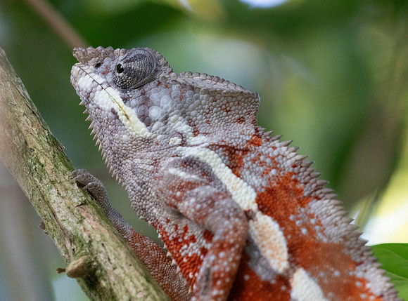 Oustalet’s chameleon (Furcifer oustaleti)