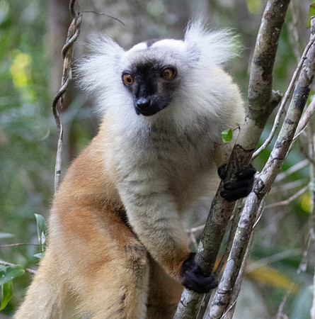 black lemur (Eulemur macaco) female