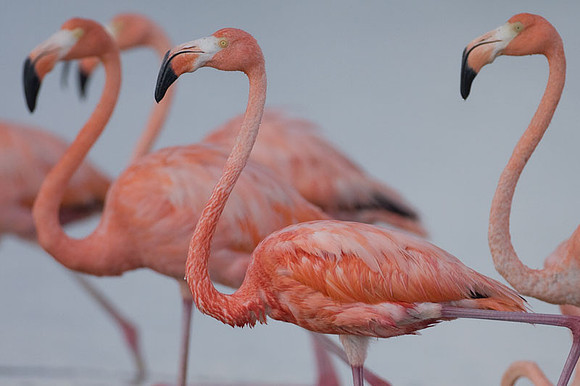 American Flamingo (Phoenicopterus ruber)