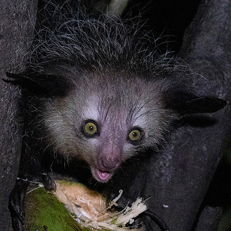 Aye-Aye - Daubentonia madagascariensis