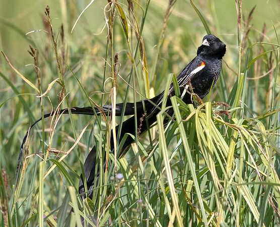 Long-tailed Widowbird (Euplectes progne)