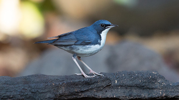 Siberian blue robin (Luscinia cyane)