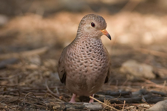 Common Ground Dove (Columbina passerina)
