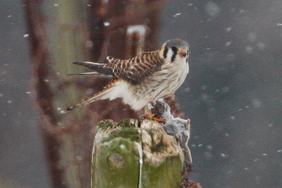 American Kestrel (Falco sparverius)