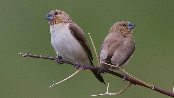 African Silverbill (Lonchura cantans)