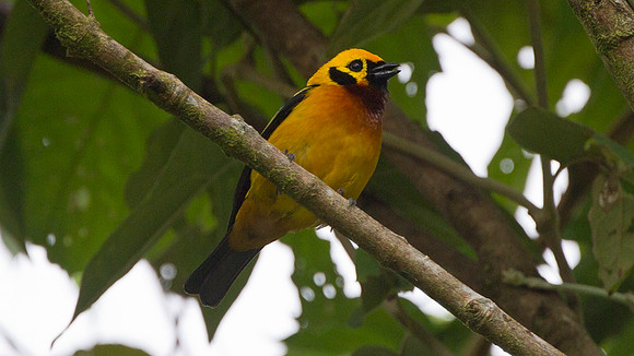 Golden Tanager (Tangara arthus)