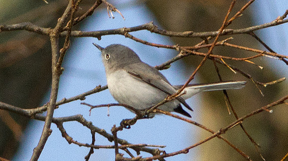 Blue-gray Gnatcatcher (Polioptila caerulea)