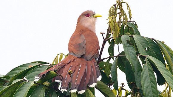 Squirrel Cuckoo (Piaya cayana)