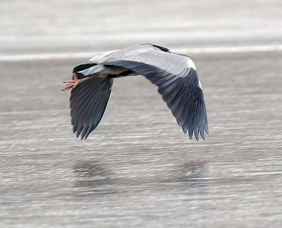 Grey Heron (Ardea cinerea)
