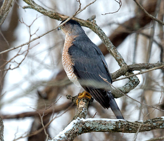 Cooper's hawk (Accipiter cooperii)