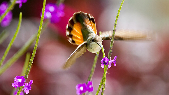 Ruby-topaz Hummingbird (Chrysolampis mosquitus) female