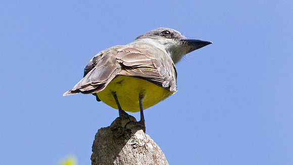 Tropical Kingbird (Tyrannus melancholicus)