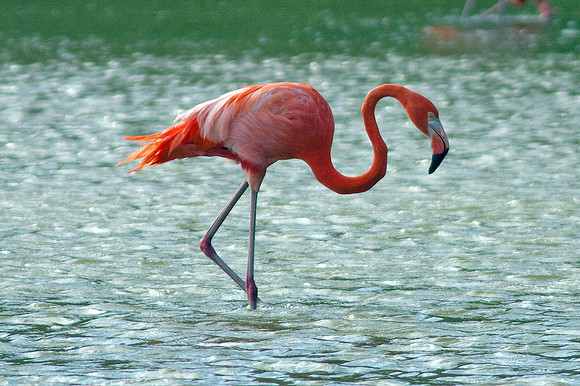 Greater Flamingo (Phoenicopterus roseus)