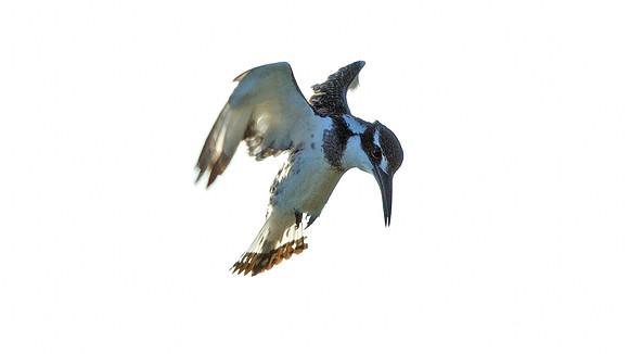 Pied Kingfisher (Ceryle rudis)