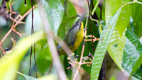 Euphonia Sp. Unidentified