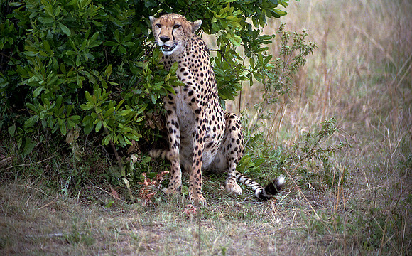 1988 Africa cheetah img435
