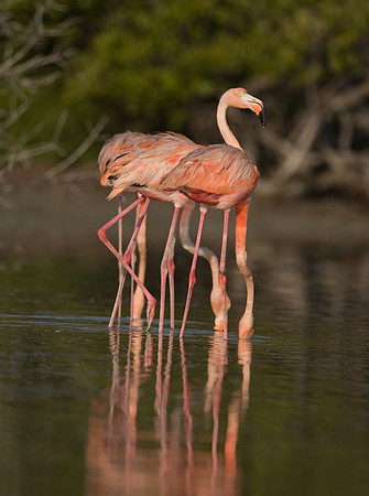 American Flamingo (Phoenicopterus ruber)