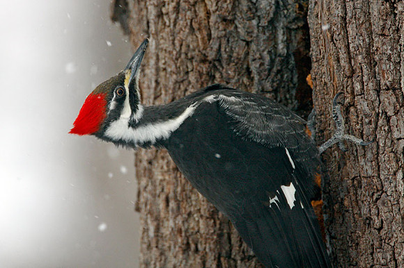 Pileated Woodpecker (Dryocopus pileatus) female