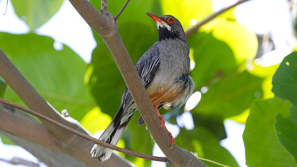 Red-legged Thrush (Turdus plumbeus)