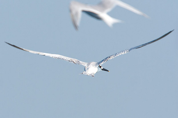 Sandwich Tern (Thalasseus sandvicensis)