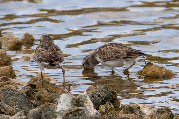 Semipalmated Sandpiper (Calidris pusilla)